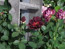 Burgundy velvet rose photo