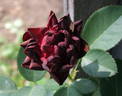Burgundy velvet rose photo
