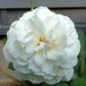 Jogi rose photo