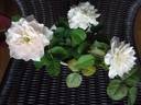 Jogi rose photo