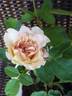 Jogi rose photo