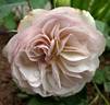 Jogi rose photo