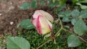 Jogi rose photo