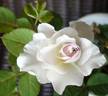 Jogi rose photo