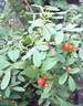 Rosa woodsii 'Kimberley' rose photo
