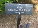 Lavender Pink Parfait rose photo