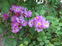 Lavender Pink Parfait rose photo