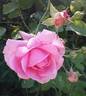 Viking Queen rose photo