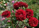 Isabel Renaissance rose photo