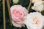 Vitalrose Estefania rose photo