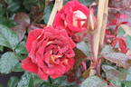 Vitalrose Glamour rose photo