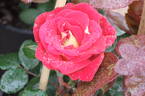 Vitalrose Glamour rose photo