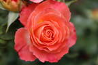 Coral Cove rose photo