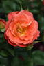 Coral Cove rose photo