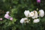Friedenslicht® rose photo