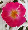 Île de France rose photo