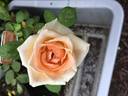Covington Ridge rose photo