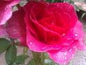 Gentle Giant ™ rose photo