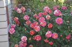 Candy Land™ rose photo