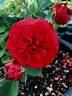 François Rabelais rose photo