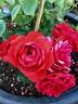 François Rabelais rose photo
