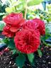 François Rabelais rose photo