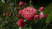Charlotte de Turckheim rose photo