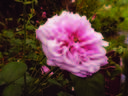 Standing Rock rose photo