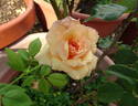 Chief Seattle rose photo