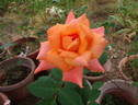 Courtoise rose photo
