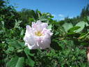 Mrs. John McNab rose photo