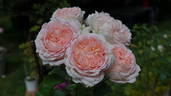 Clara's Choice rose photo