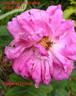 Général Drouot rose photo