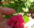 Andenken an Breslau rose photo