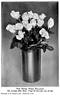Double White Killarney rose photo