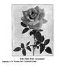 Dark Pink Killarney rose photo
