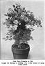 Baby Rambler rose photo