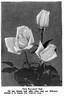 Killarney rose photo