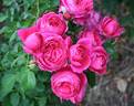 The Captain of Hearts rose photo