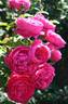 The Captain of Hearts rose photo