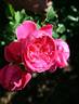 The Captain of Hearts rose photo