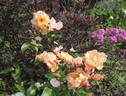 Calapuno rose photo