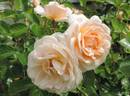Isarperle rose photo