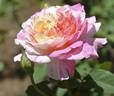 Citrus Carrousel rose photo