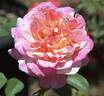 Citrus Carrousel rose photo