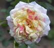 Citrus Carrousel rose photo