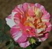Citrus Carrousel rose photo