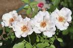 Grandma Reida rose photo