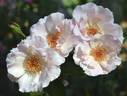 Grandma Reida rose photo