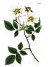 Ayrshire Rose rose photo